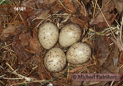 American Woodcock (Scolopax minor)